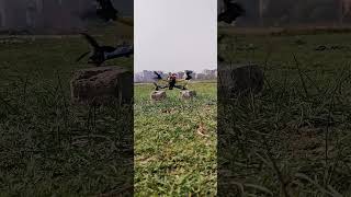 drone fpvdronefreestyle fpv shortvideo [upl. by Stickney]