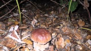 Porcini time lapse [upl. by Ysac]