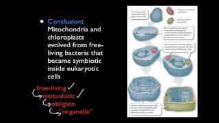 2013 Mitochondria amp Chloroplast [upl. by Gamal]