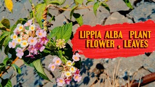 Lippia Alba  Flower Leaves Plant Stock Footage  Toronjil  Juanilama  Materia Medica  Terpenes [upl. by Furey]