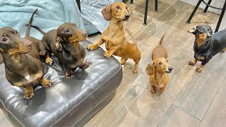 One Hour and a Half Enjoyable Sausage dogs puppies Video compilation Funny Playful Cute video [upl. by Nnyre]