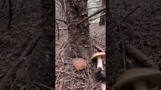 PorcinoPorcinoCepBolete shorts new nature forest foryou wood pilze trending viralshort [upl. by Gamages]