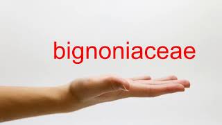 How to Pronounce bignoniaceae  American English [upl. by Gnagflow500]