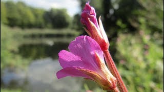 Merelbeke nazomer langs de Schelde en het Liedermeerspark door Catherine Boone [upl. by Ybot64]