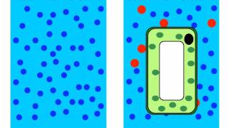 Diffusion and Osmosis [upl. by Atiugal]