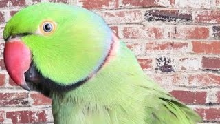 Alexandrine parakeet Parrot  Ringneck Talking Parrot [upl. by Suiramed]