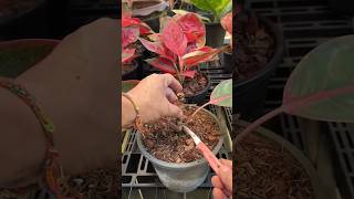 Easy Way To Propagate Plant Cuttings shorts youtube cuttings plants viralvideo propagation [upl. by Hayikaz]