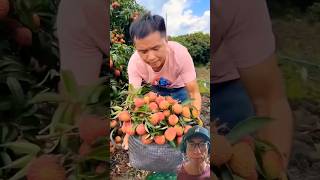 Fantastic Lychee Tree Planting agriculture farming lychee [upl. by Kenney]