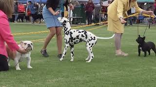 2024 Greensborough Saturday Show  Non Sporting Dogs and classes [upl. by Taddeo]