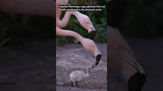 The Astonishing Feeding Method of Flamingos Flamingos Feed Their Young [upl. by Kerrill]