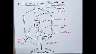 NorAdrenergic Transmission  NorAdrenaline Neurotransmitter  NorEpinephrine  Dopamine [upl. by Camilla]