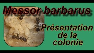 Blog Messor barbarus  Présentation de la colonie [upl. by Nollahp865]