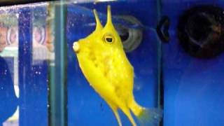 Billy the Longhorn Cowfish [upl. by Almat]