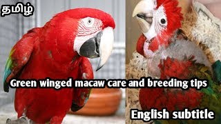 Green winged macaw breeding and caring tips in tamil with english subtitle [upl. by Schwinn]