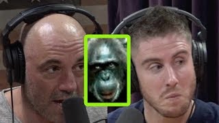 Joe Rogan Talks LionKilling Chimps Terror Birds and More [upl. by Shenan]