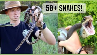 Insane Michigan Snake Hunting 50 snakes Rattlesnakes Milk Snakes and More [upl. by Choo]