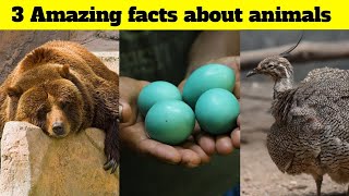 3 Amazing facts about animals shorts animals [upl. by Llehcram]