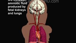 Evaluation of Fetal well being CTG Cardiotocography [upl. by Kelila]