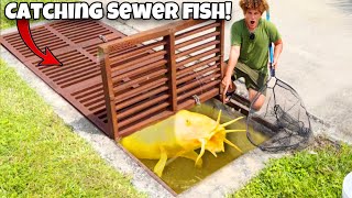 I Found AQUARIUM FISH Living In SEWER [upl. by Celtic]