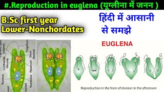 Reproduction in Euglena  binary fission in euglena  BSc first year Zoology LowerNonchordates [upl. by Idid]