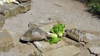 お食事するマルギナータリクガメMarginated tortoise 2018 0701 [upl. by Aeslehs]